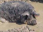 Wollschwein
