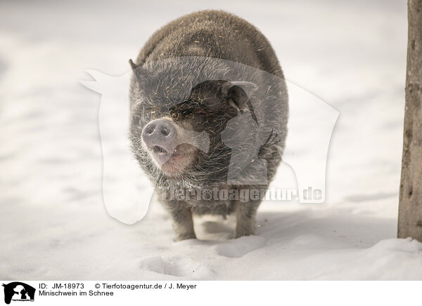 Minischwein im Schnee / Mini pig in snow / JM-18973