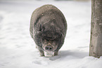 Minischwein im Schnee