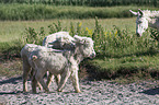 sterreich-ungarische weie Esel