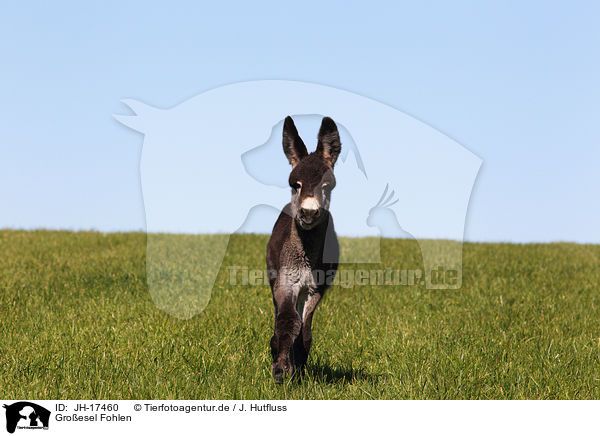 Groesel Fohlen / donkey foal / JH-17460
