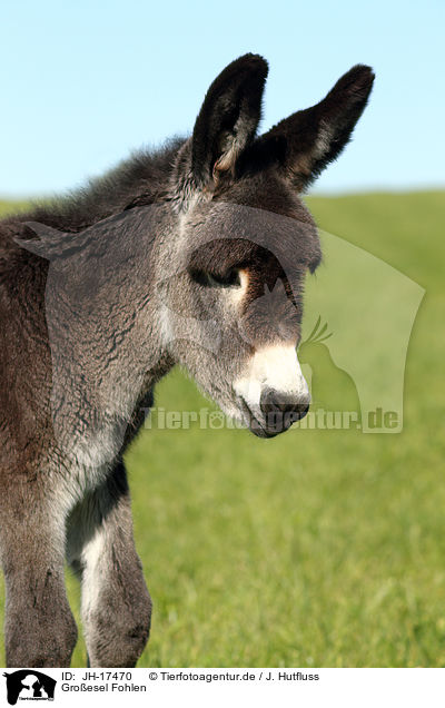 Groesel Fohlen / donkey foal / JH-17470