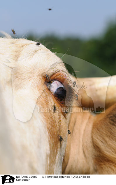 Kuhaugen / cow eyes / DMS-02983