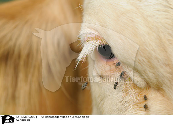 Kuhaugen / cow eyes / DMS-02994
