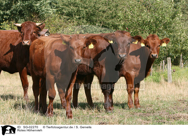 Rotes Hhenvieh / cattles / SG-02270