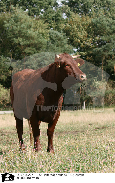 Rotes Hhenvieh / cattle / SG-02271
