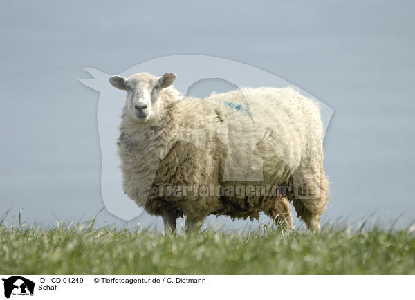 Schaf / sheep / CD-01249