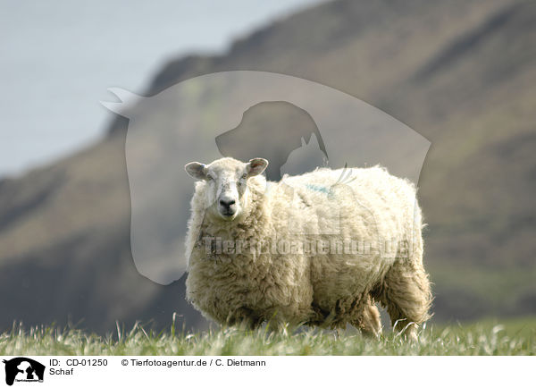 Schaf / sheep / CD-01250