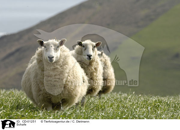 Schafe / sheeps / CD-01251