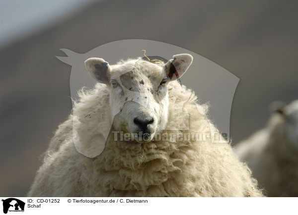 Schaf / sheep / CD-01252