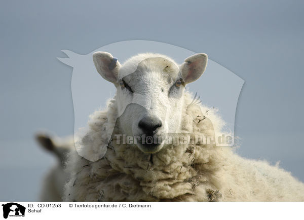 Schaf / sheep / CD-01253