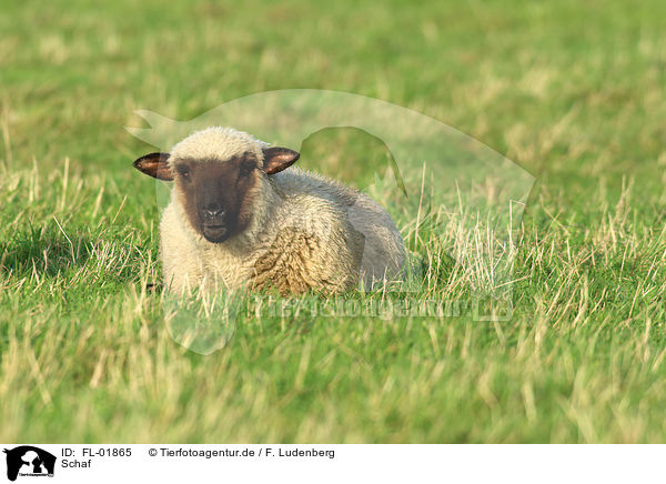 Schaf / sheep / FL-01865