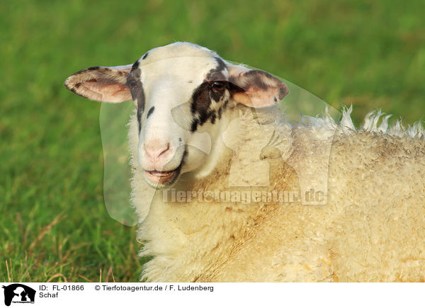 Schaf / sheep / FL-01866