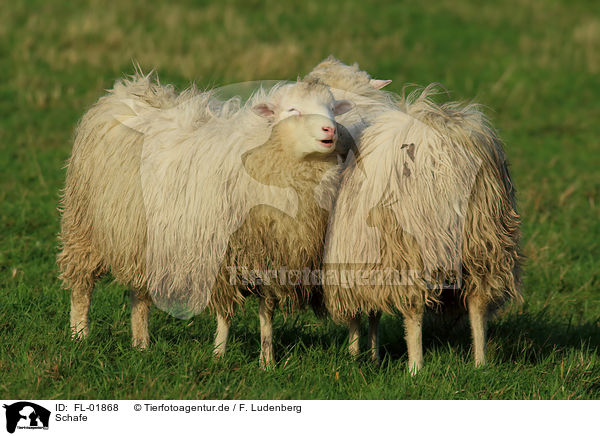 Schafe / sheeps / FL-01868