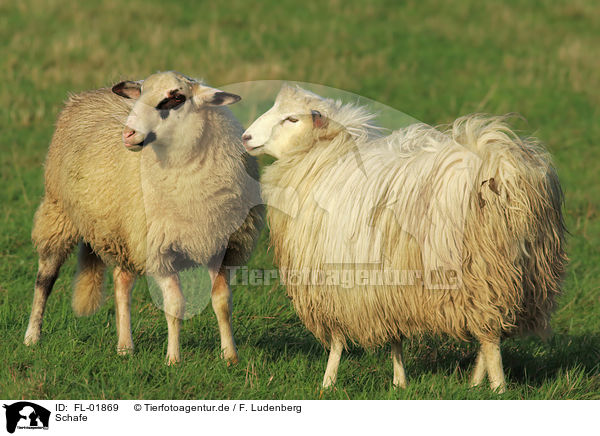 Schafe / sheeps / FL-01869