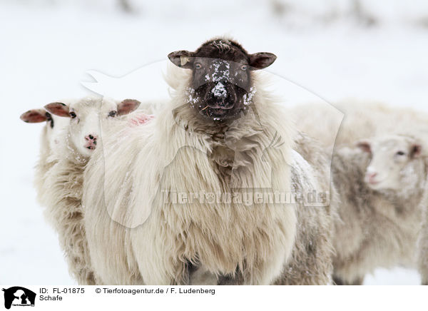 Schafe / sheeps / FL-01875