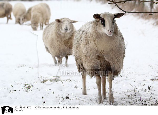 Schafe / sheeps / FL-01879