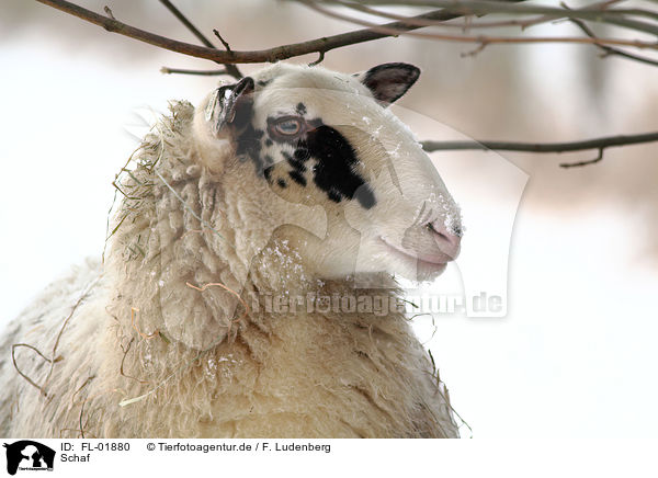 Schaf / sheep / FL-01880
