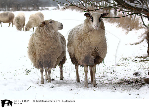 Schafe / sheeps / FL-01881