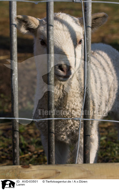 Lamm / lamb / AVD-03501