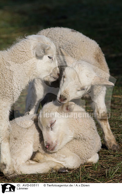 Lmmer / lambs / AVD-03511