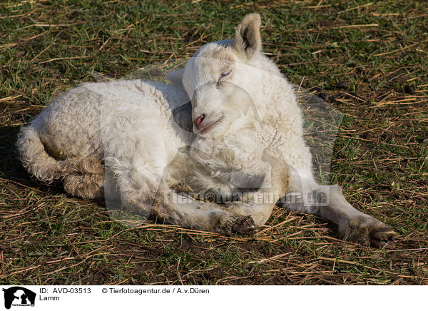 Lamm / lamb / AVD-03513