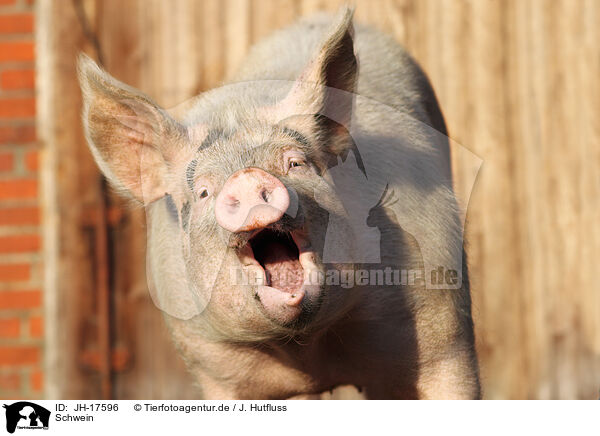 Schwein / pig / JH-17596