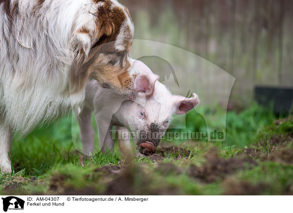 Ferkel und Hund / piglet and dog / AM-04307