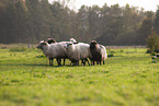 Spaelsau Schafe