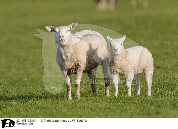 Texelschafe / sheeps / WS-05394