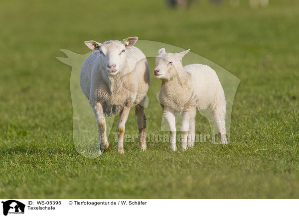 Texelschafe / sheeps / WS-05395