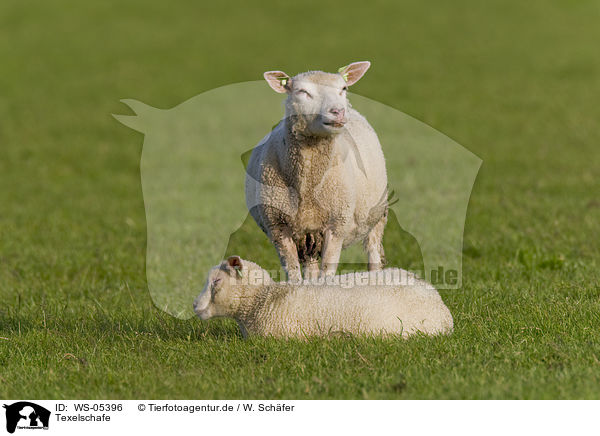 Texelschafe / sheeps / WS-05396