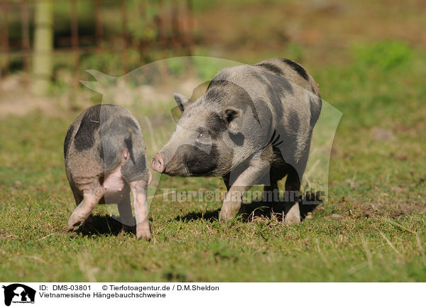 Vietnamesische Hngebauchschweine / pigs / DMS-03801