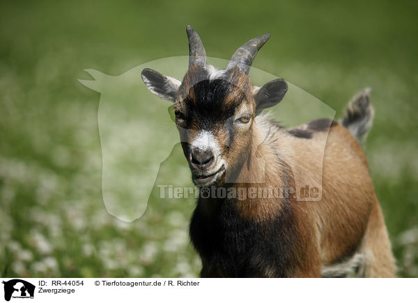 Zwergziege / pygmy goat / RR-44054