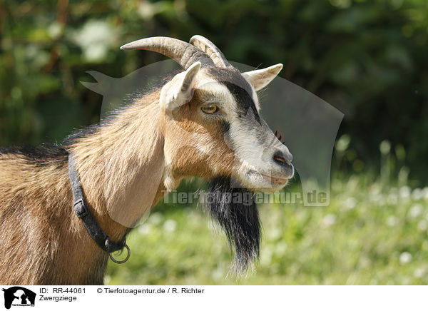 Zwergziege / pygmy goat / RR-44061