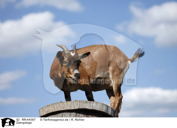 Zwergziege / pygmy goat / RR-44067
