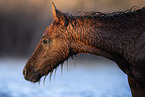 Camargue-Pferd Fohlen