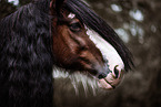 Clydesdale Hengst