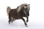Deutsches Classic-Pony