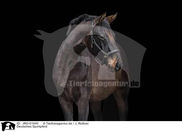 Deutsches Sportpferd / German Sport Horse / JRO-01640