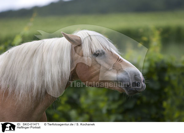 Haflinger Portrait / Haflinger horse portrait / SKO-01471