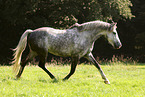 Irisches Sportpferd
