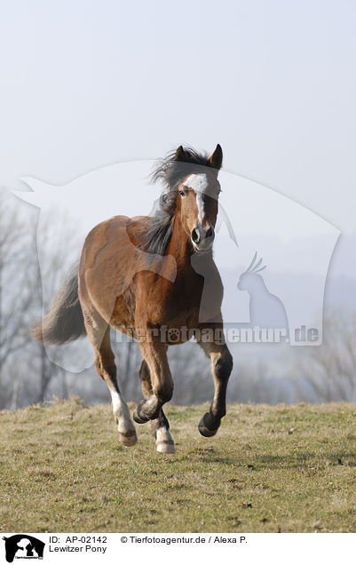 Lewitzer Pony / AP-02142