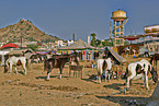 Marwari auf dem Viehmarkt