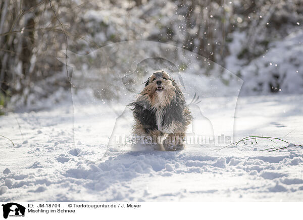 Mischling im Schnee / mongrel dog in snow / JM-18704