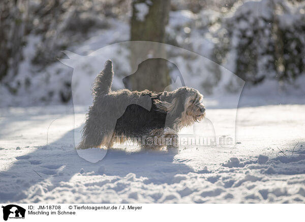 Mischling im Schnee / mongrel dog in snow / JM-18708