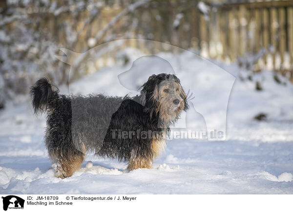 Mischling im Schnee / mongrel dog in snow / JM-18709