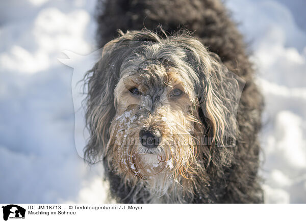 Mischling im Schnee / mongrel dog in snow / JM-18713