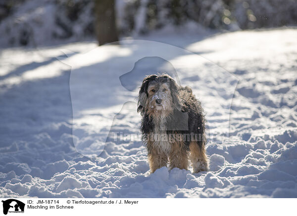 Mischling im Schnee / mongrel dog in snow / JM-18714