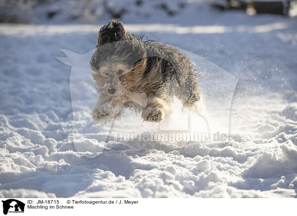 Mischling im Schnee / mongrel dog in snow / JM-18715
